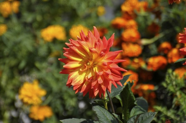 Flowering orange dahlias