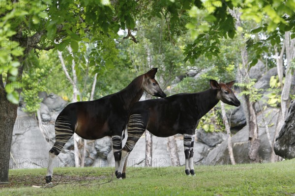Okapi (okapia johnstoni), Male with Female