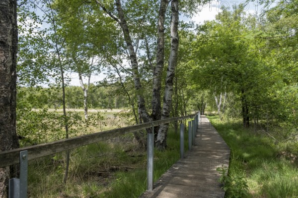 Fürstenkuhle nature conservation and FFH area, Gescher