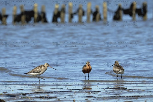 Bar-tailed Godwits in the Wadden Sea on Sylt