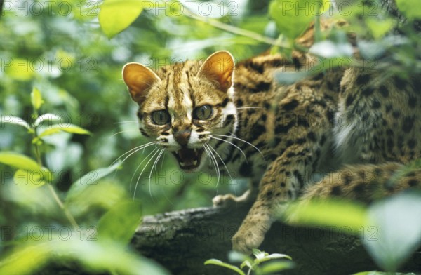 Leopard cat (prionailurus bengalensis), adult growling