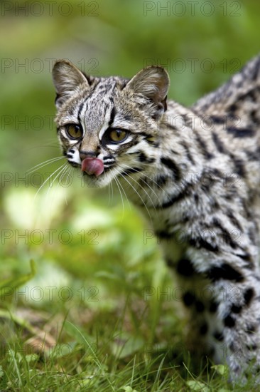 Tiger Cat or Oncilla (leopardus tigrinus), Adult licking Nose