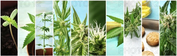 Cannabis collage. Many photos of various stages of growing marijuana plants at home, and organic hemp products