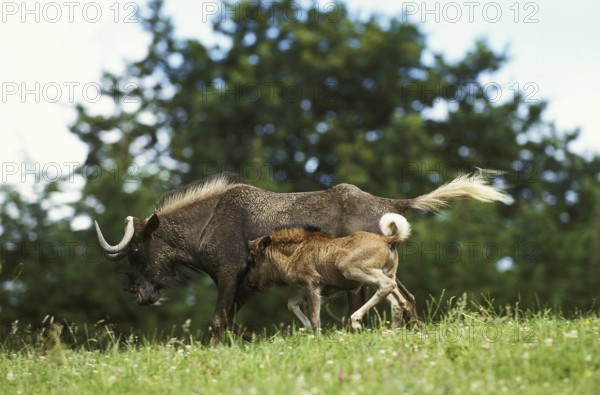 Black Wildebeest (connochaetes gnou), Mother with Calf