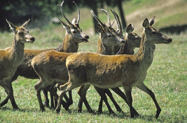 Red Deer (cervus elaphus), Males and Females