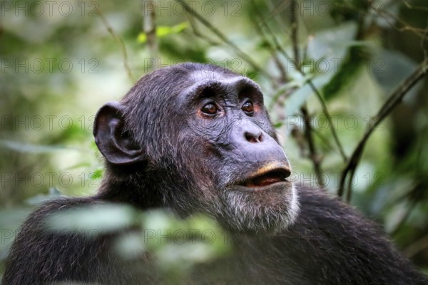 Schimpanse (Pan troglodytes) im Kibale-Nationalpark in Uganda