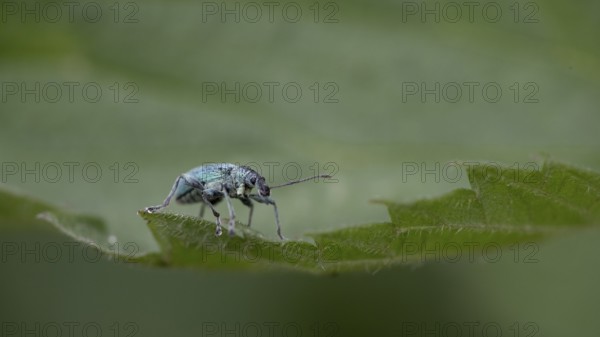 Nettle green weevil (Phyllobius pomaceus)