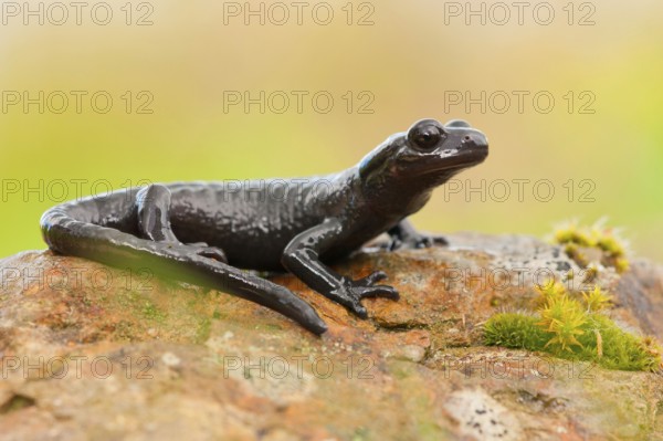 Alpine Salamander (Salamandra atra) Germany