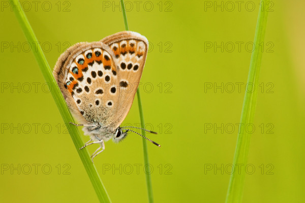 Silver-studded blue (Plebejus argus), female, Rhineland-Palatinate, Germany, Europe