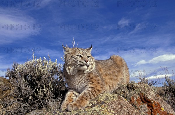 Bobcat (lynx rufus), Adult Laying on Rocks, Canada, North America