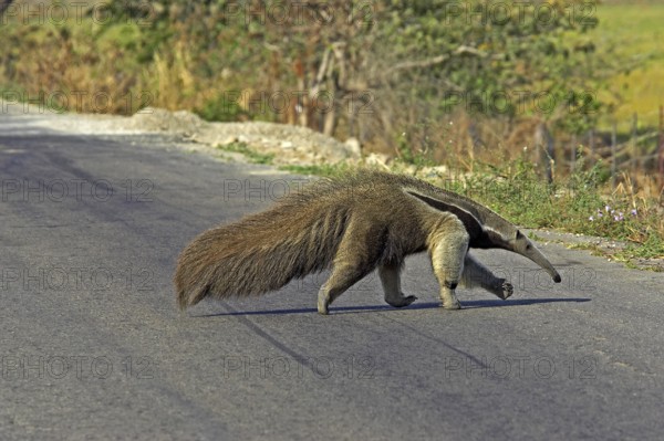 Giant anteater (myrmecophaga tridactyla), adult crossing road, Los Lianos in Venezuela