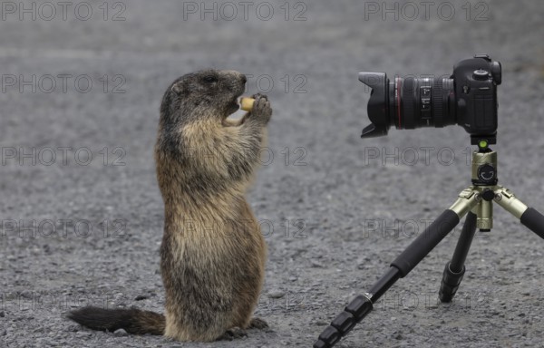 Marmot (Marmota) eats carrot and poses for camera