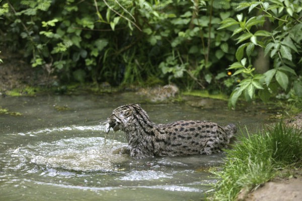 Fishing Cat (prionailurus viverrinus), Adult standing in Water, Fishing, with Fish in Mouth