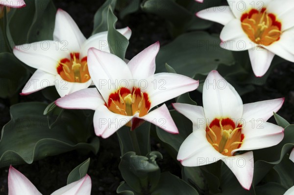 Tulips (tulipa kaufmanniana) ancilla