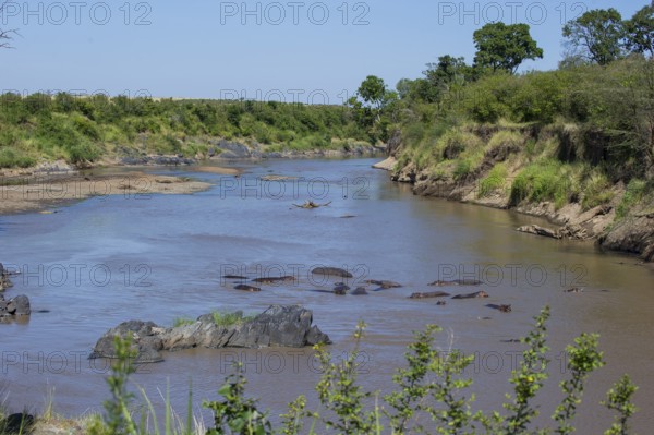 Africa, african, animal, animals, bearded, bush, danger, dangerous, east, environment, gnu, green, herd, hippo, hippopotamus, horizontal, hunting, journey, kenya, lake, landscape, leap, mammal, mara, masai, migration, national, natural, nature, park, rese