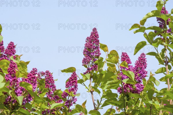 tree with violet (Syringa vulgaris) flowers in the summer