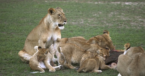 African Lion (panthera leo), Group with a Kill, a Wildebest, Masai Mara Park in Kenya