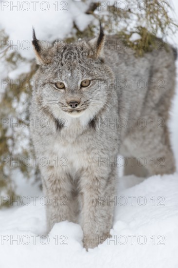 A bobcat hunts for prey in a snowy forest habitat
