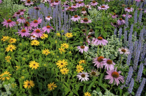 Perennial flowers in the garden, purple cone flower (Echinacea purpurea)