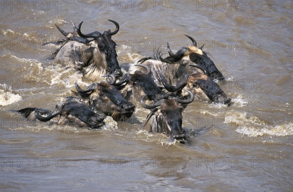 Blue Wildebeest (connochaetes taurinus), Group crossing Mara River during Migration, Masai Mara Park in Kenya