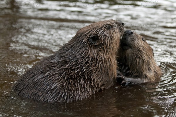 European beaver (Castor fiber), Rosenheim, Bavaria, Germany, Europe