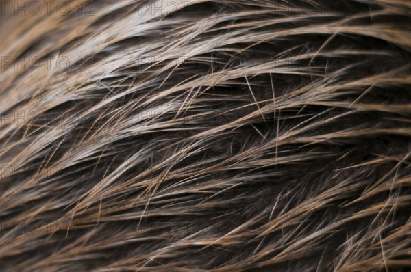 European beaver (Castor fiber), fur, hair, Rosenheim, Bavaria, Germany, Europe