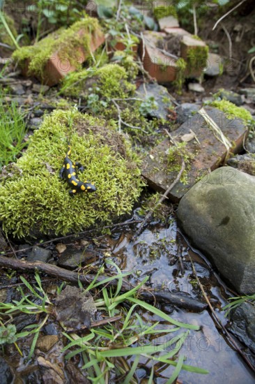 Fire salamander (Salamandra salamandra) Rhineland-Palatinate, Germany, Europe