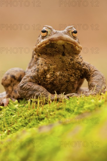 Common toad (Bufo bufo) Rhineland-Palatinate, Germany, Europe