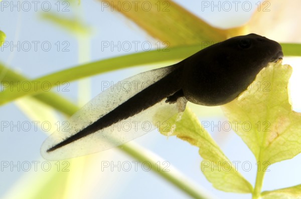 Common toad (Bufo bufo), tadpole, tadpoles