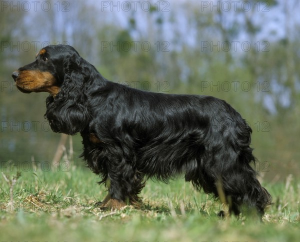 English Cocker Spaniel on grass, black-brown