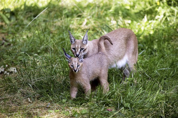 caracal (CARACAL caracal) FEMALE WITH CUB