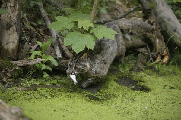 Leopard cat (prionailurus bengalensis), adult fishing, fishing