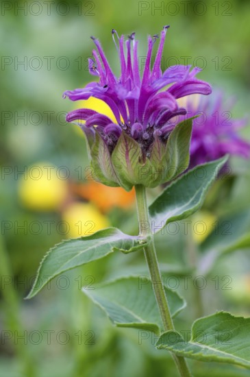 Beebalm (Monarda hybrid)