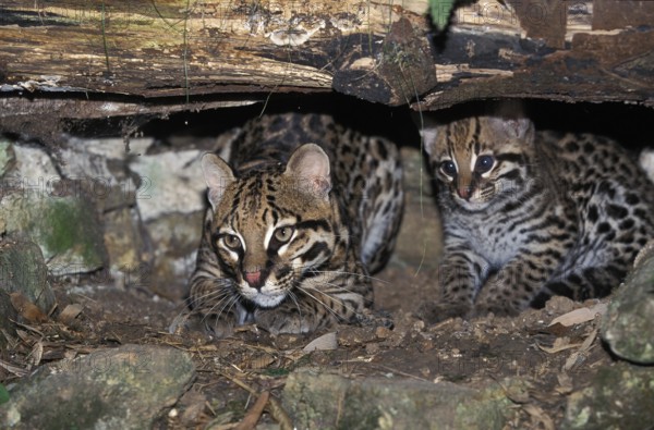 Ocelot (leopardus pardalis), Female with Cub