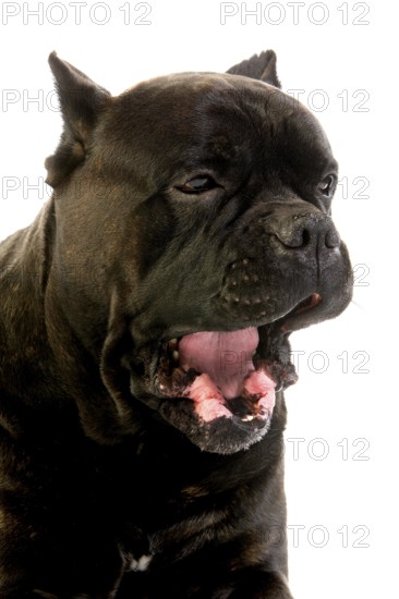 Cane Corso, a Dog Breed from Italy, Portrait of Adult Yawning against White Background