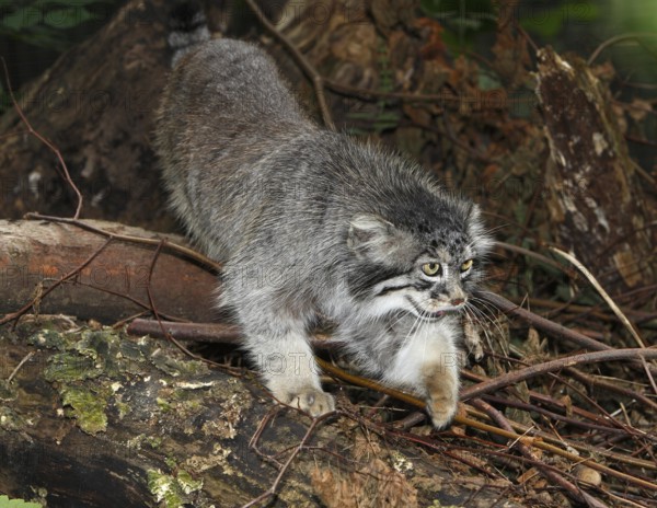 Manul or Pallas's Cat (otocolobus manul), Adult standing on Stump