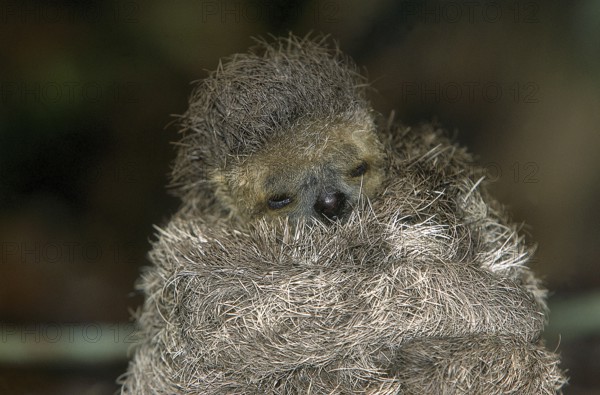MANED THREE TOED SLOTH (bradypus torquatus), BABY, PANTANAL IN BRAZIL