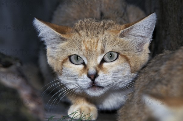 SAND CAT (felis margarita), PORTRAIT OF ADULT