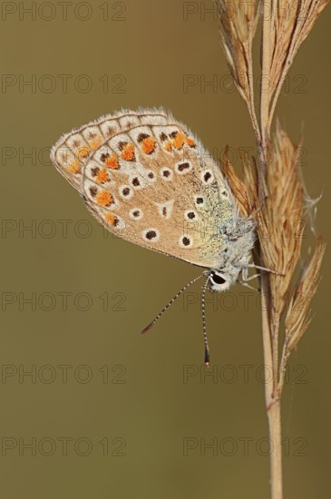 Common Blue, female, North Rhine-Westphalia, Germany (Polyommatus icarus)