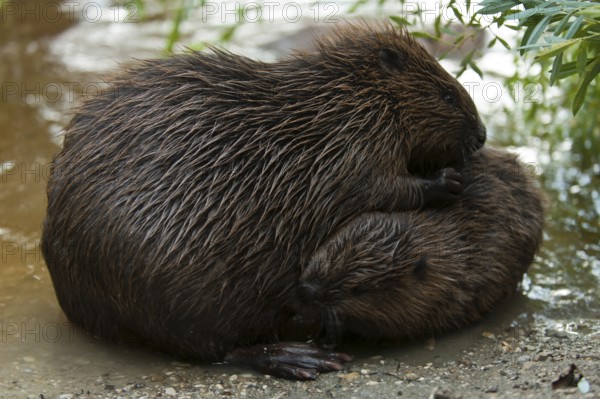 European beaver (Castor fiber) with young, Rosenheim, Bavaria, Germany, Europe