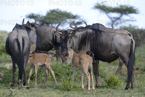 Wildebeest (Connochaetes), cows with calves, Ndutu Conservation Area, Tanzania, Africa