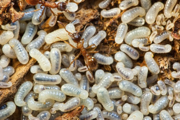 Red knotted ants, worker, larvae (Myrmica rubra), Germany, Europe