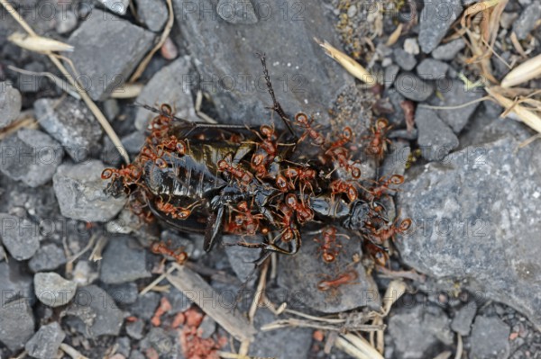 Common Elbowed Red Anst eating dead beetle, North Rhine-Westphalia, Germany (Myrmica scabrinodis)