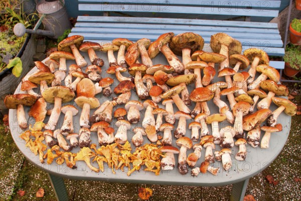 King bolete (Boletus edulis), Chanterelle (Cantharellus cibarius) picking mushrooms, on table, Rhineland-Palatinate, Germany, Europe