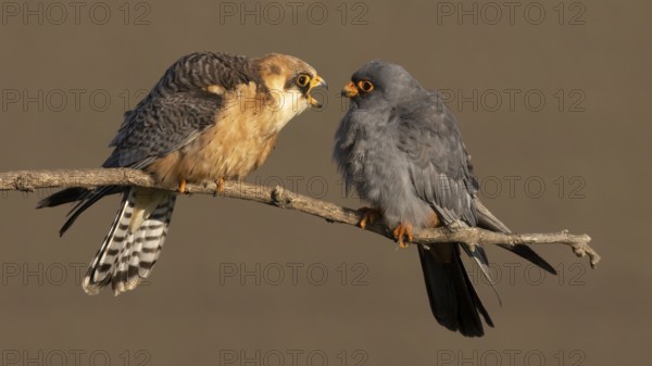 Red-footed Falcon Marital Dispute