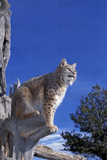 Bobcat (lynx rufus), Adult in Tree against Blue Sky, Canada, North America