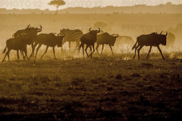 Adult, adventure, africa, african, animal, area, blue, botswana, bush, chobe, conservation, destination, eastern, ecotourism, endangered, environment, game, gnu, grass, grassland, habitat, herbivore, herd, horns, kenya, maasai, mammal, mara, migration, n
