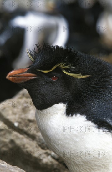 Rockhopper Penguin (eudyptes chrysocome), Portrait of Adult, Antarctica