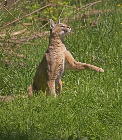 caracal (CARACAL caracal) ADULT SITTNG WITH PAW RAISED