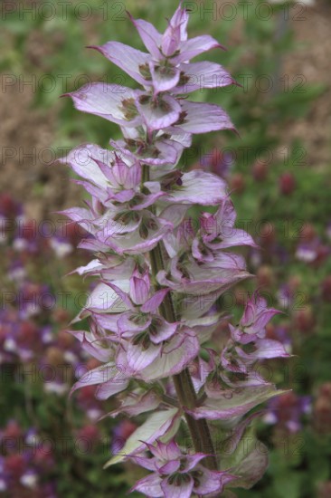 Pink flowering muscatel sage, garden background